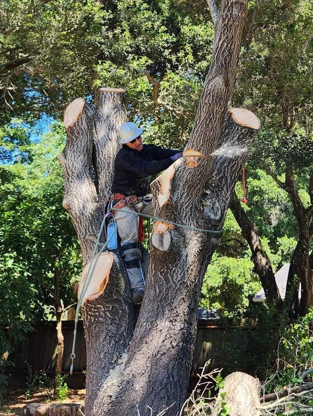 Arborist with chainsaw cutting branches from tree trunk in backyard