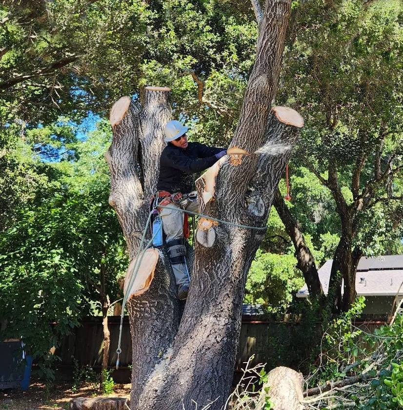 Arborist with chainsaw cutting branches from tree trunk in backyard