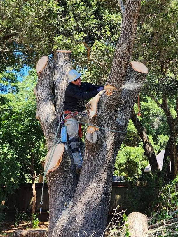 Arborist with chainsaw cutting branches from tree trunk in backyard