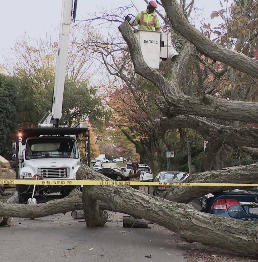 Worker in bucket lift clearing fallen tree over cars with caution tape