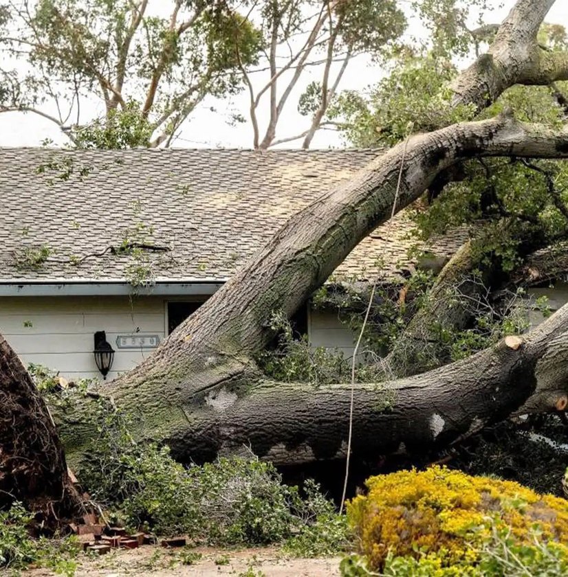 Large uprooted tree fallen across damaged house roof and garage