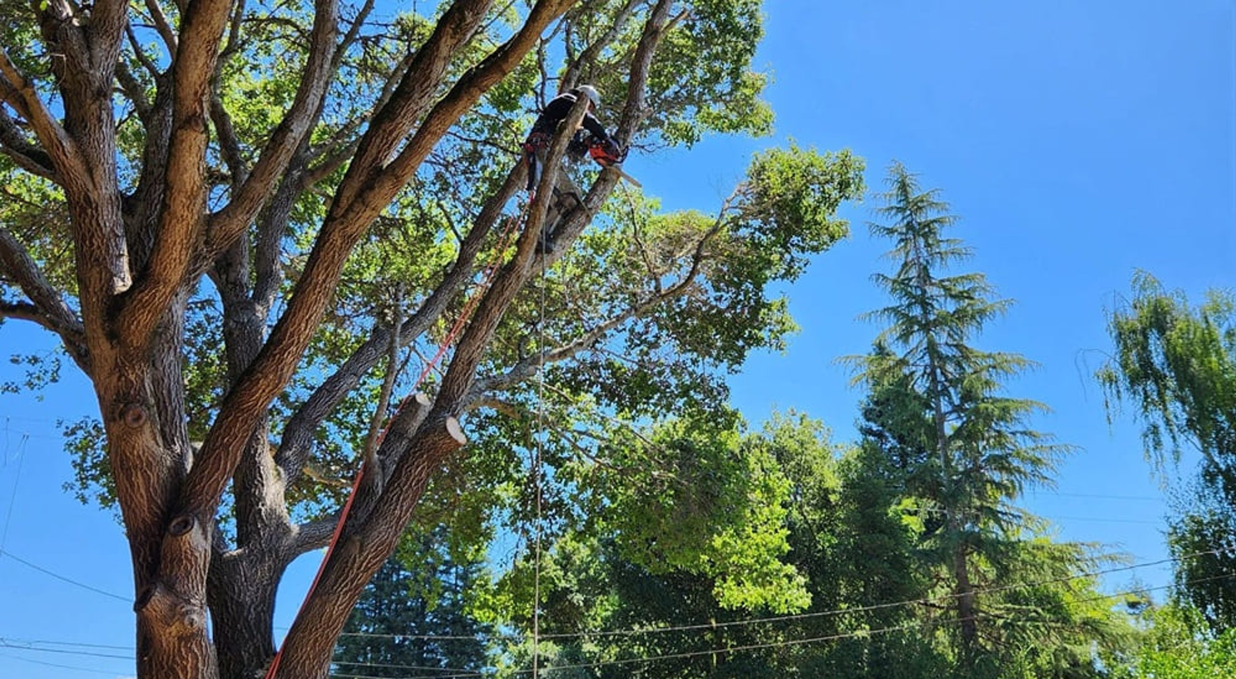 Arborist trimming large tree branches with chainsaw on sunny day