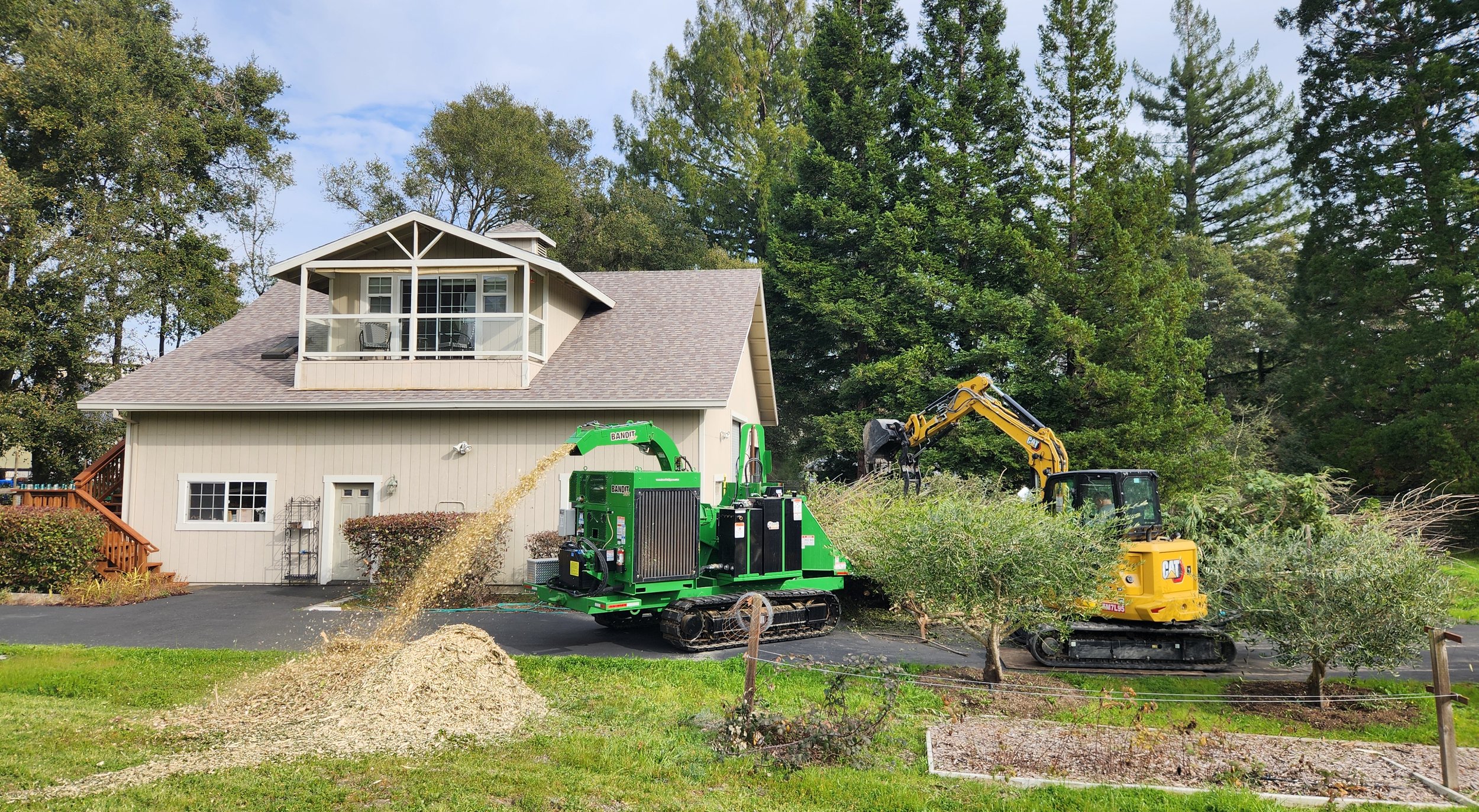Arborist trimming large tree branches with chainsaw on sunny day