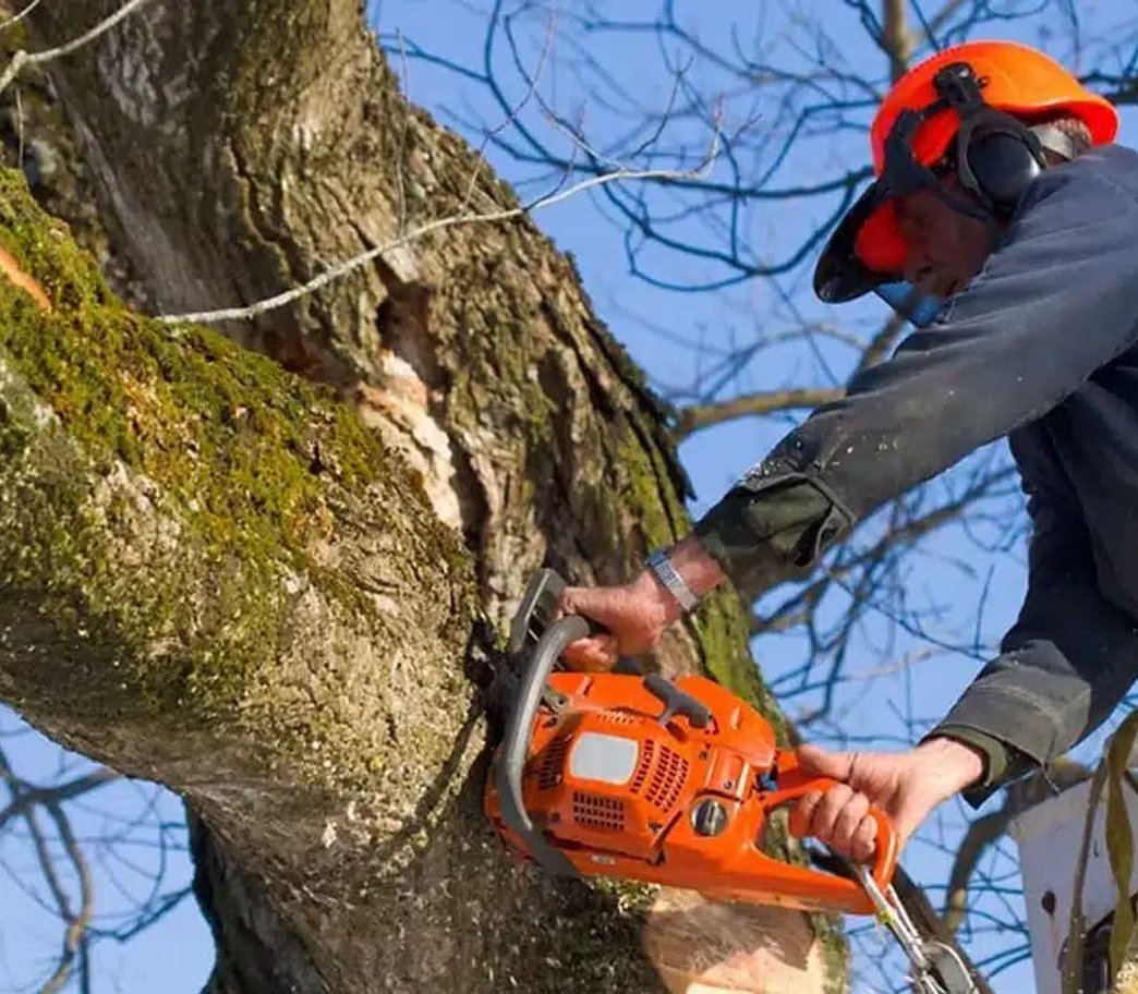Arborist in safety gear using orange chainsaw on moss-covered tree trunk